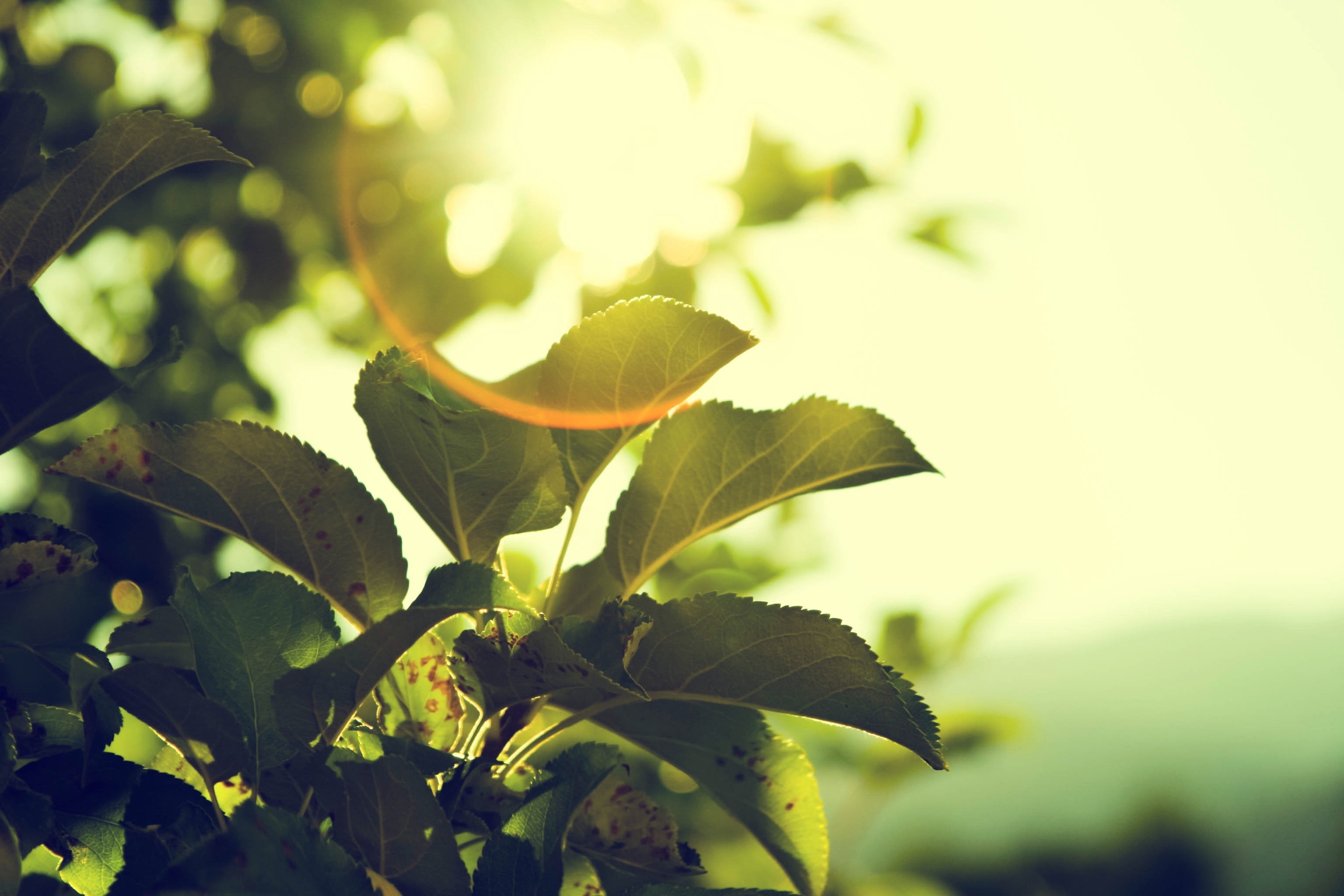 Detox to Energize!